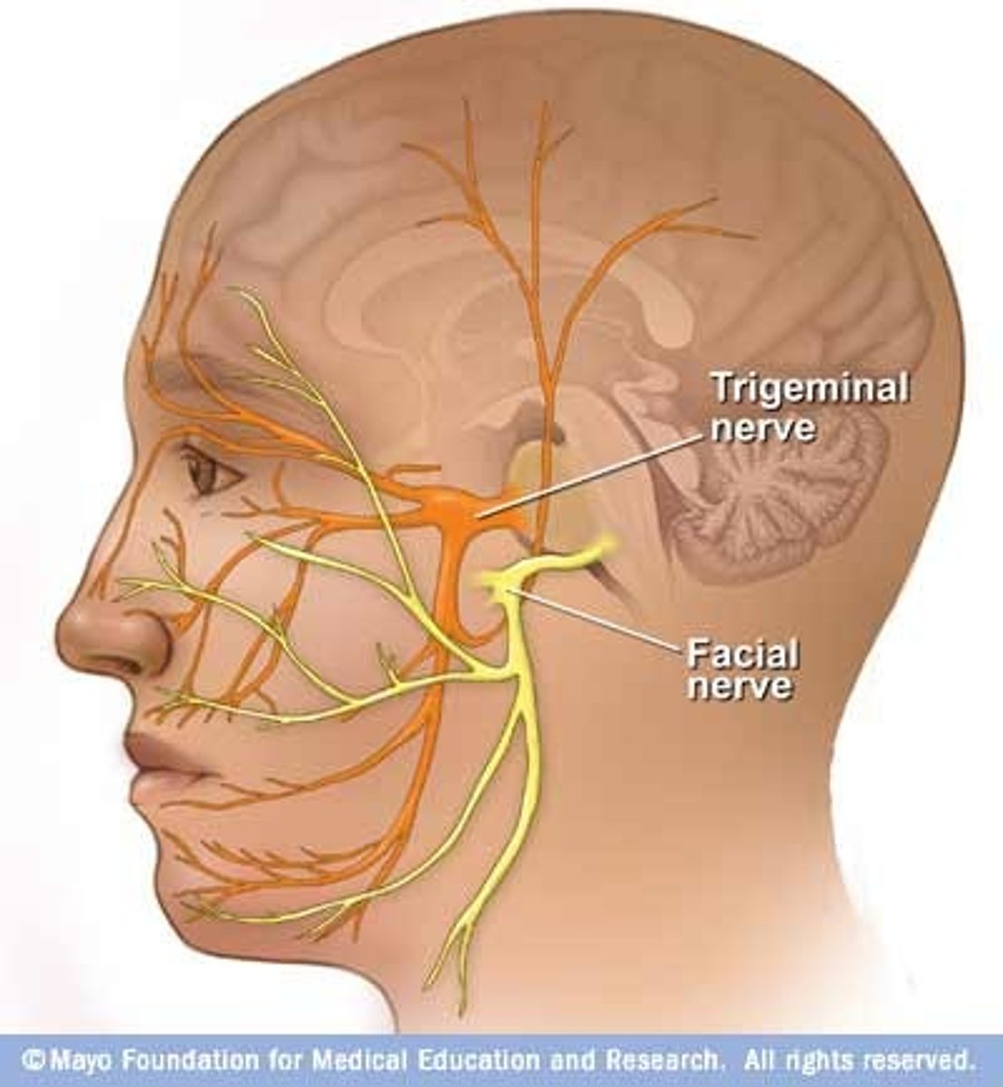 <p>- Trigeminal</p><p>- Sensory Function: Facial Sensations</p><p>- Motor Function: Jaw Muscles</p>