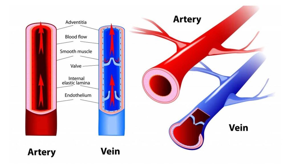 <p>define veins</p>