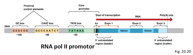 <p>GC box / CAAT box / octameer</p><p>liggen stroomopwaarts van promotor</p>