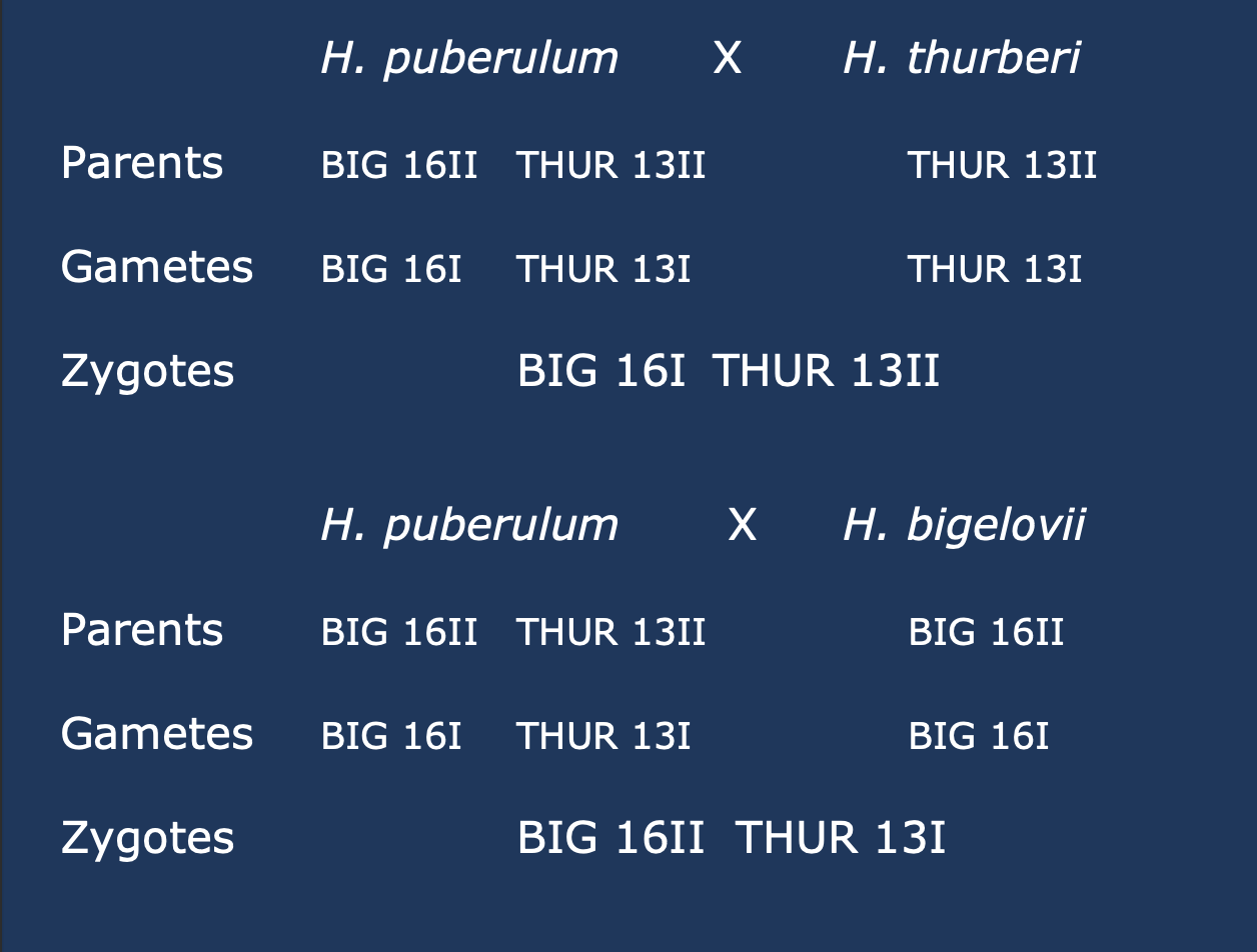<p></p><p></p><ul><li><p><em>H. puberulum</em> (2n = 58) × <em>H. thurberi</em> (2n = 26) → offspring with <strong>42 chromosomes </strong>(2n = 42)</p><ul><li><p><em>H. puberulum </em>was formed with <em>H. thuberi</em> (2n = 26)<strong> </strong>crossed with <em>H. bigelovii </em>(2n = 32)</p></li><li><p>it can pair the chromosomes thurberi with thurberi, but bigelovii chromosomes stay unpaired</p></li></ul></li></ul><ul><li><p>Offspring have:</p><ul><li><p>26 chromosomes from <em>H. thurberi</em> (<strong>diploid</strong> set)</p></li><li><p>16 chromosomes from <em>H. bigelovii</em> (<strong>haploid</strong> set)</p></li></ul></li><li><p><strong>Meiosis problem</strong>: only 13 pairs form, 16 <strong>unpaired (univalents)</strong></p></li><li><p>Result: <strong>sterile hybrids</strong> due to chromosome mismatch</p></li><li><p>Same issue occurs with <em>H. puberulum</em> × <em>H. bigelovii</em> (45 chromosomes: 16 pairs + 13 univalents)</p></li></ul><p></p>