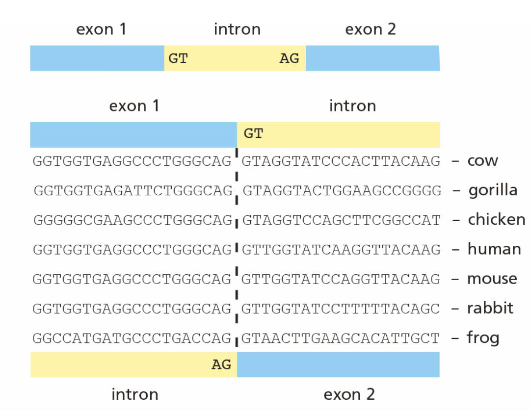 <p><span>You have printed out a set of DNA sequences around an intron/exon boundary for several genes in the β-globin family, but you have forgotten to mark which side is the exon and which is the intron (see the figure). You know that introns begin with the dinucleotide sequence GT and end with AG, but these particular sequences would fit </span><em>either</em><span> as the start </span><em>or</em><span> the finish of an intron. The DNA sequences could come from the boundary of exon 1 with the intron (shown above), or from the boundary of the intron with exon 2 (shown below).</span><br><br><span>You know you could look it up on your computer, but you wonder if knowing that introns evolve faster (suffer more nucleotide changes) than exons would allow you to identify which side corresponds to introns?</span></p>