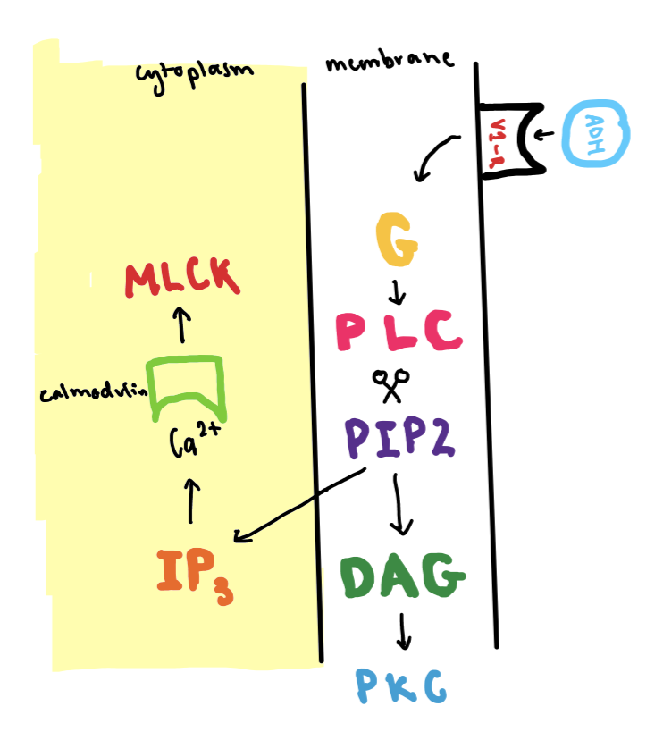 <p>ADH binds to V1 receptors on surface of vascular smooth muscle cells </p><p>This activates G protein (Gq) inside cell → this activates Phospholipase C</p><p>PLC breaks down a lipid molecule on membrane called PIP2 into IP3 and DAG</p><p>IP3 moves into cytoplasm and releases calcium, DAG stays in membrane and helps activate Protein Kinase C which aids in contraction </p><p>Calcium levels rise inside muscke cell, calcium binds to calmodulin → activates Myosin Light Chain Kinase → helps actin and myosin filaments slide</p><p>Smooth muscle in vessel wall contracts → blood vessel narrow → blood pressure rises </p>