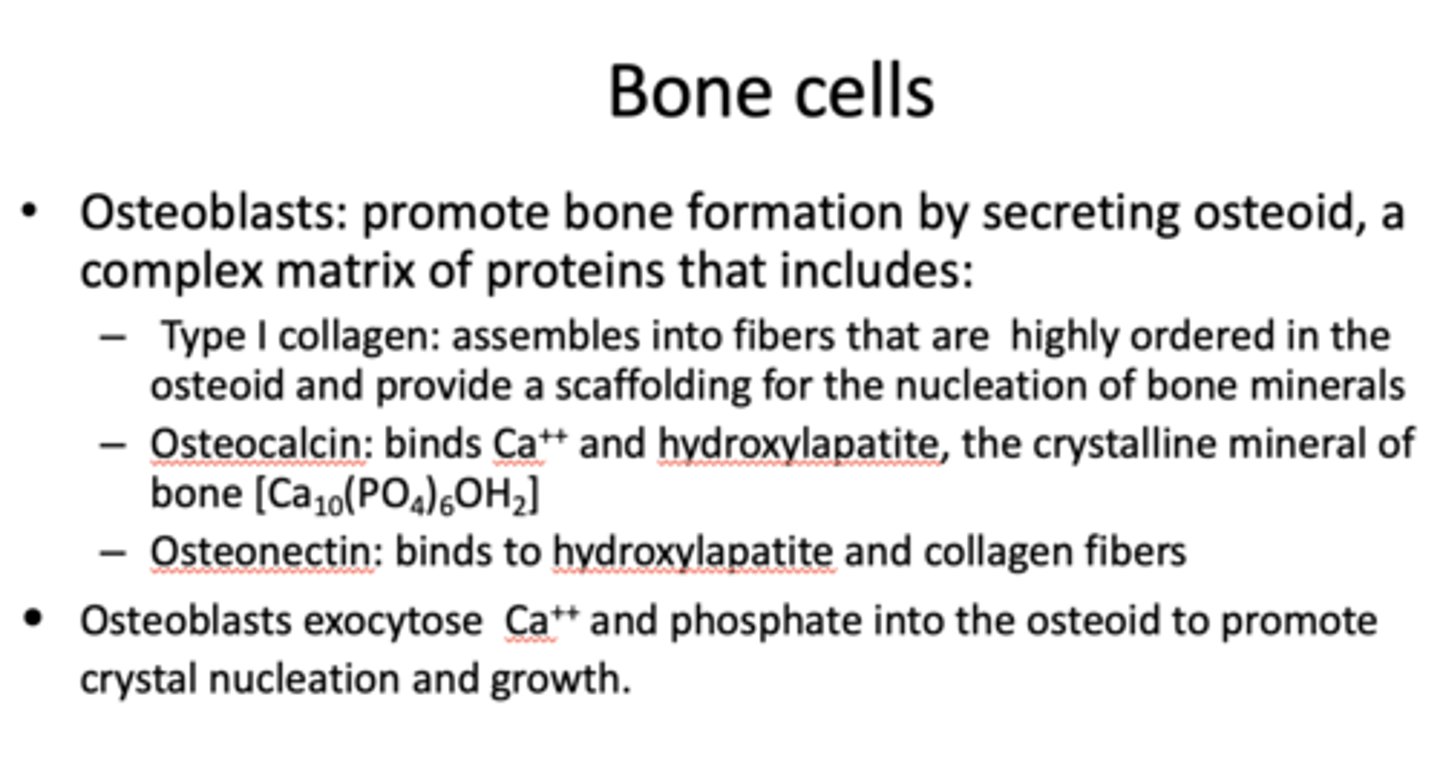 <p>osteoblasts</p>