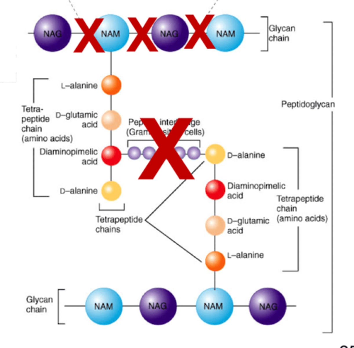 <p>mimicry via beta lactam ring that resembles D-Al-D-Al piece of peptidoglycan</p><p>inhibit the cross-bridge formation by transpeptidase!! </p>