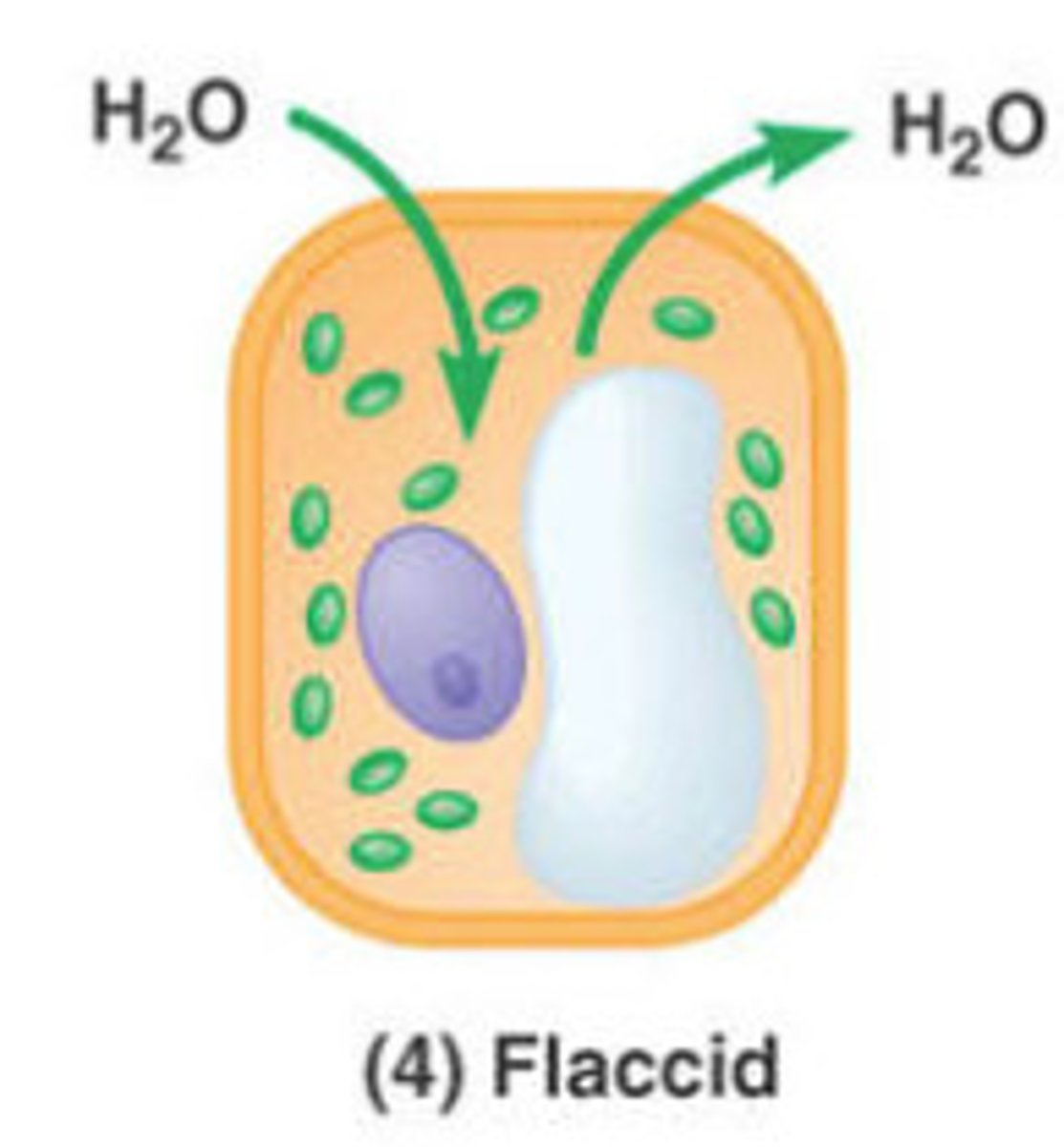 <p>flaccid (limp)</p><p>- no net movement of water into cell; plant may wilt</p>