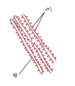 Label the following diagram of the rough endoplasmic reticulum