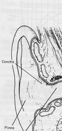 <p>Sound localization is in the midplane of the head</p>