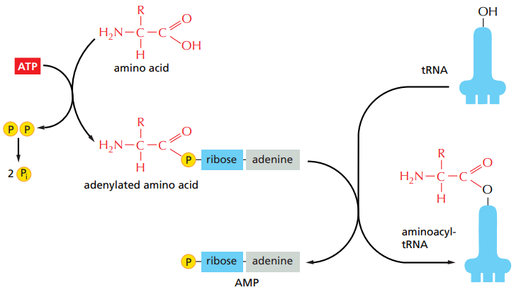 <p>They covalently bind each amino-acid to their respective tRNA. It is an energy-releasing hydrolysis of ATP reaction.</p>