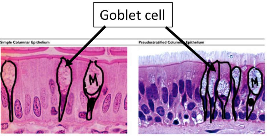<ul><li><p>Simple; Nuclei all same height in a line, NO cilia</p></li><li><p>Pseudostratified; Nuclei NOT all same height, CILIATED </p></li></ul><p></p>