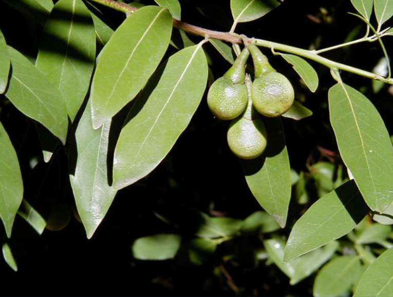 <p>green stem, avocado like fruit</p>