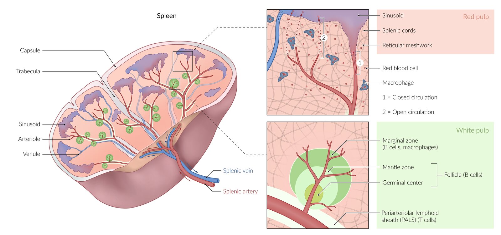 <p>How does <strong>blood flow </strong>through the spleen?</p>