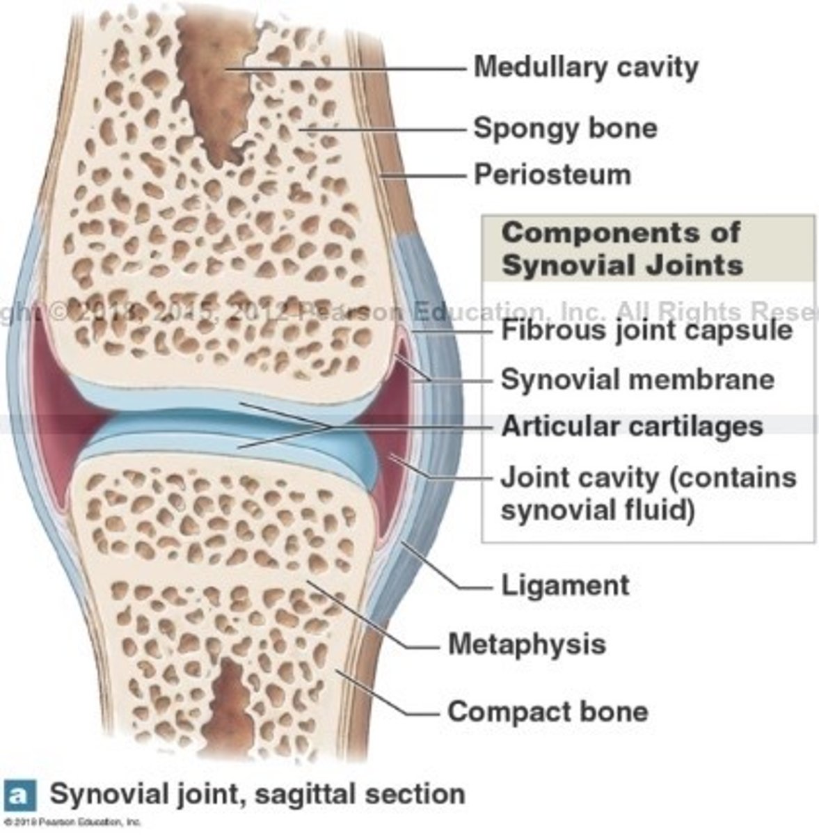 <p>Free moving joints, at the ends of long bones</p>
