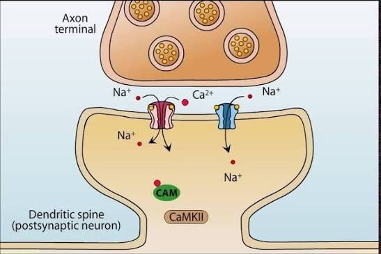 <p>Ionotropic receptors for glutamate (gates Na+ and K+)</p>
