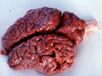 <p>What causative agent of diffusely red brain in cow</p>