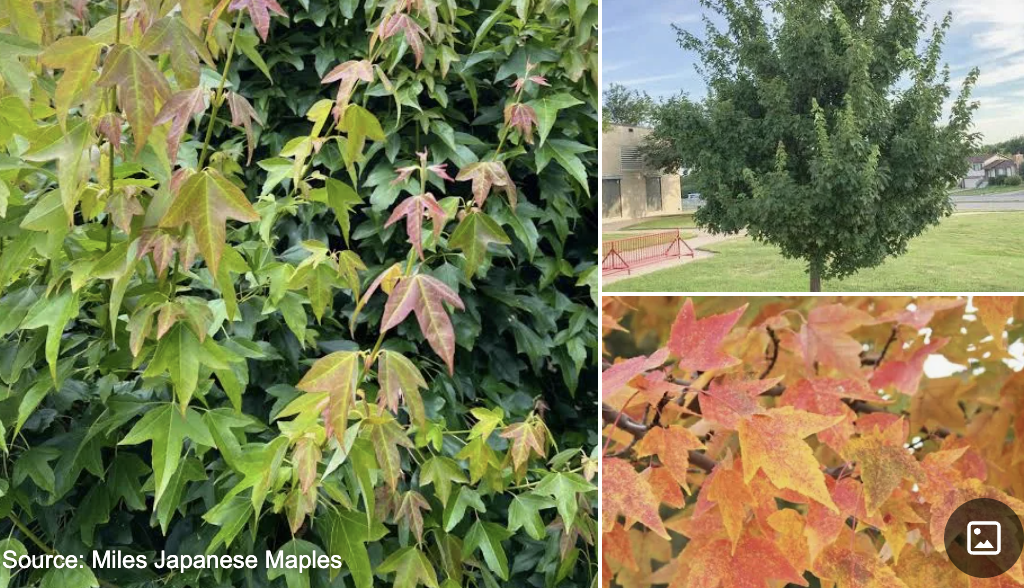 <p>Trident Maple</p>
