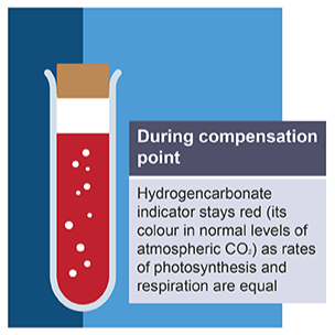 <ul><li><p>red</p></li><li><p>rates of photosynthesis and respiration are equal</p></li><li><p>volume of CO<sub>2</sub> produced is the same as the volume used by photosynthesis</p></li><li><p>known as compensation point</p></li></ul><p></p>