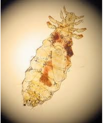 <p>What is the common name for Linognathus setosus?</p>