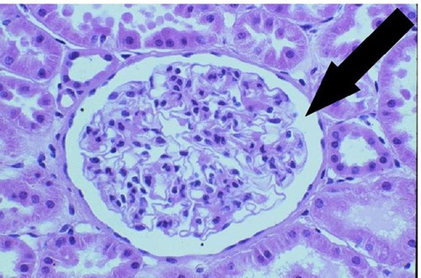 <p>participates in the filtration of blood from the glomerular capillaries</p>