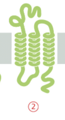 <ul><li><p><span>spans the lipid bilayer multiple times, in a "snake-like" manner</span></p></li><li><p><span>facilitating the transport of molecules across membranes, signal transduction, cell adhesion</span></p></li><li><p><span>has multiple helixes </span></p></li></ul>