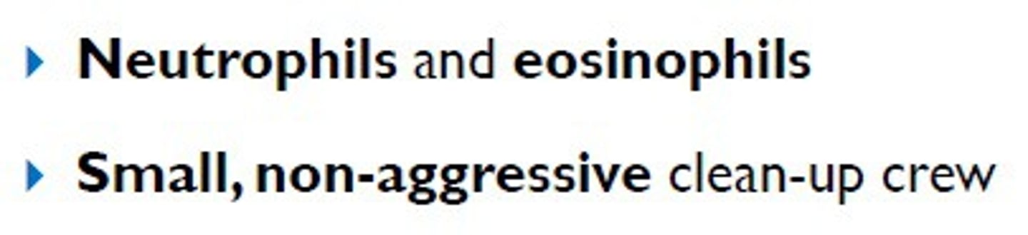 <p>migrate throughout body and respond tochemicals released by macrophages and mast cells. These cells are also phagocytic.</p>