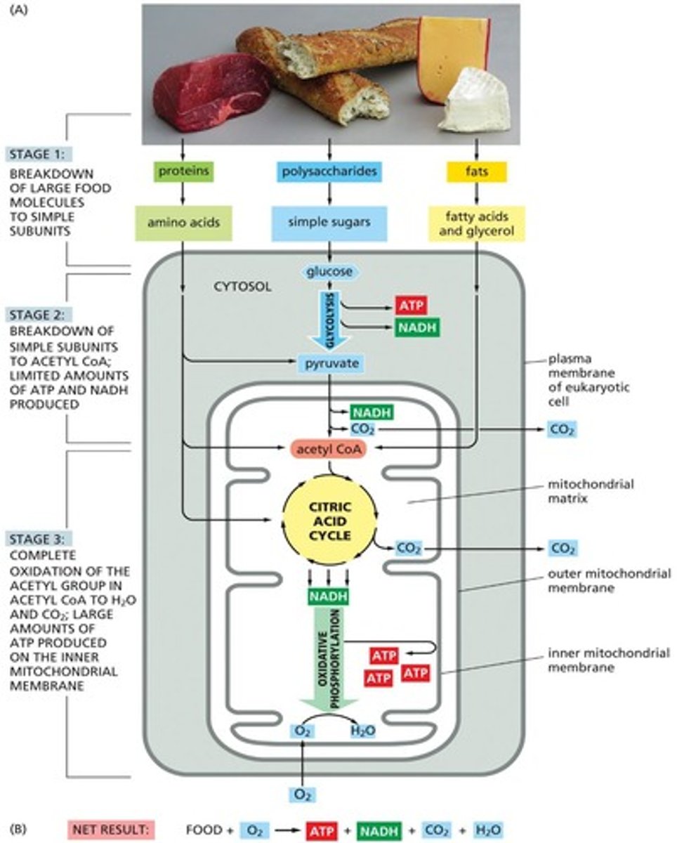 <p>Catabolic process breaking down organic material.</p>