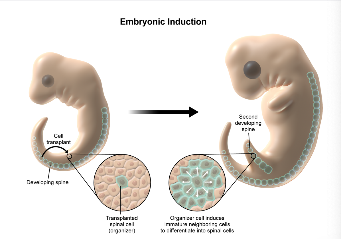 <p><strong>B. induction | </strong> describes the embryonic process in which one group of cells influences the differentiation of neighboring immature cells. cells capable of directing the developmental fate of neighboring embryonic cells are known as organizers. <em>Organizers </em>release signaling molecules that initiate gene expression patterns in the recipient cells, directing them to differentiate into specific cell types</p><p>—</p><p><em>A. apoptosis is programmed cells death mechanism that removes damaged or unnecessary cells without causing harm to the surrounding tissue</em></p><p><em>C. gastrulation is a stage of early embryonic development in which a blastula develops into a gastrula, forming 3 embryonic germ layers: ectoderm, mesoderm, and endoderm</em></p><p><em>D/E…conjugation and transduction are forms of horizontal gene transfer in bacteria;</em></p><ul><li><p>transformation occurs when a cell uptakes and incorporate extracellular DNA. bacteria that are able to perform transformation are known as competent bacteria</p></li><li><p>conjugation is a method of horizontal gene transfer in bacteria where one bacterium transfers DNA directly to another through a pilus bridge</p></li><li><p>transduction is a method of HGT in bacteria where a bacteriophage (a type of virus that infects bacteria) carries bacterial DNA from one bacterial cell to another</p></li></ul><p></p>
