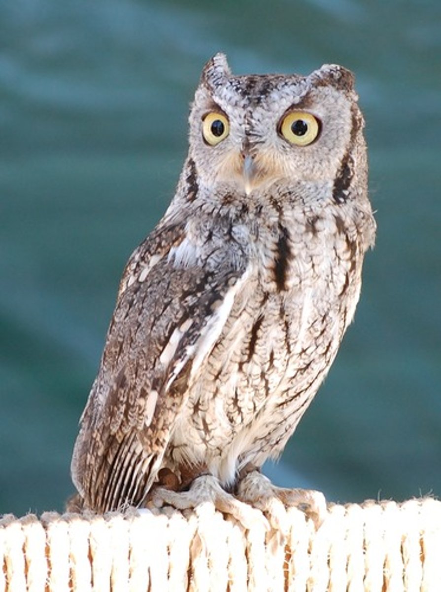 <p>facial disk and cryptic; riparian and oak woodlands</p>