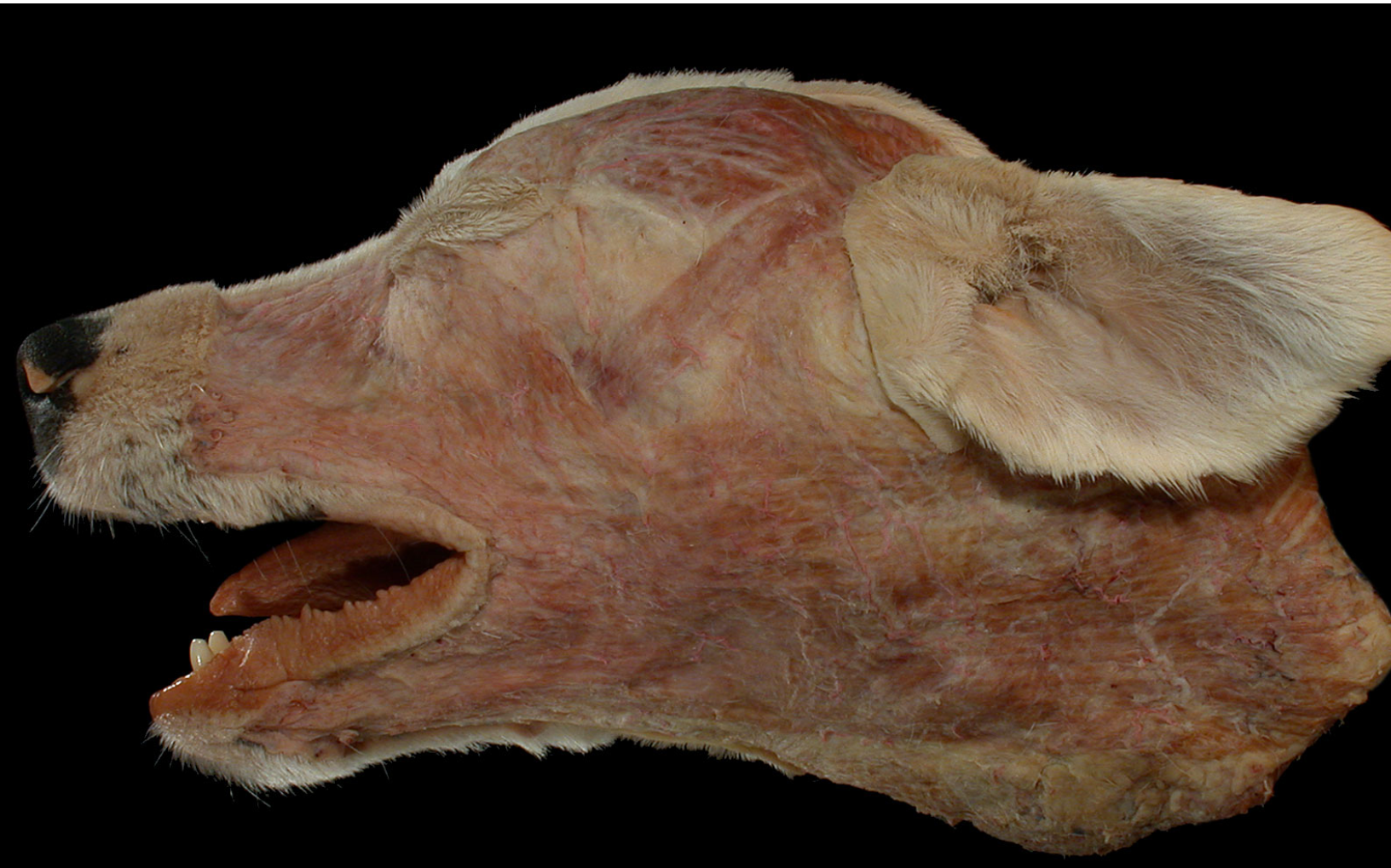 <p>which mimetic muscle originates from fascia of frontal + nasal bone, inserting on upper part of m. orbicularis oris + lateral walls of nostrils?</p>