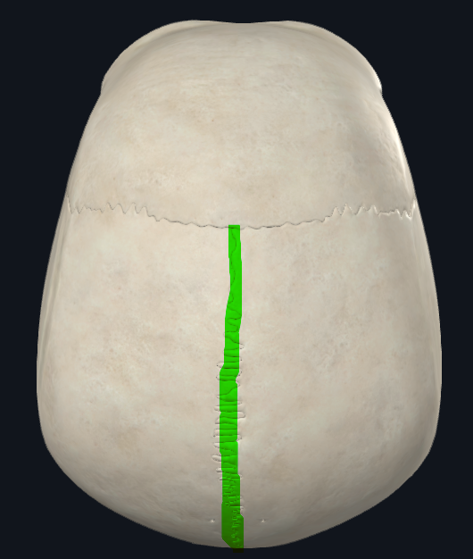 <p>Interparietal</p>