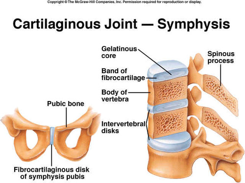 Joints where fibrocartilage unites bones, allowing limited movement
