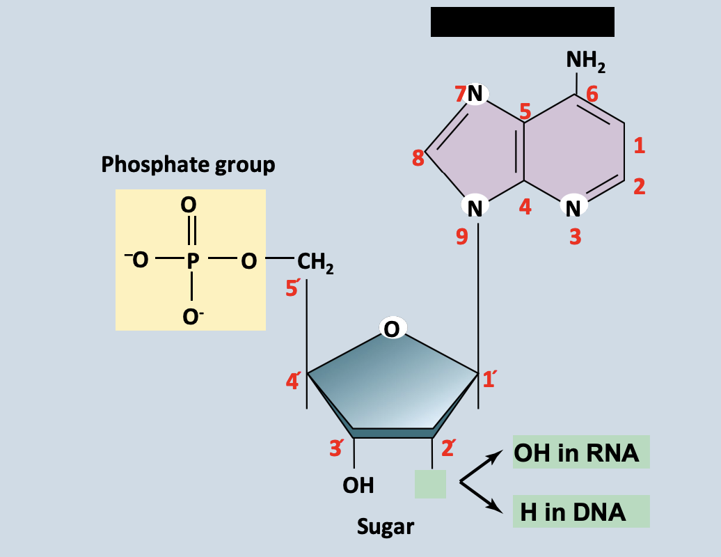 <p>Link covalently to a five-carbon sugar</p><p> </p><p>Ex. Deoxyribose in DNA deoxyribonucleotides + Ribose in RNA ribonucleotides</p>