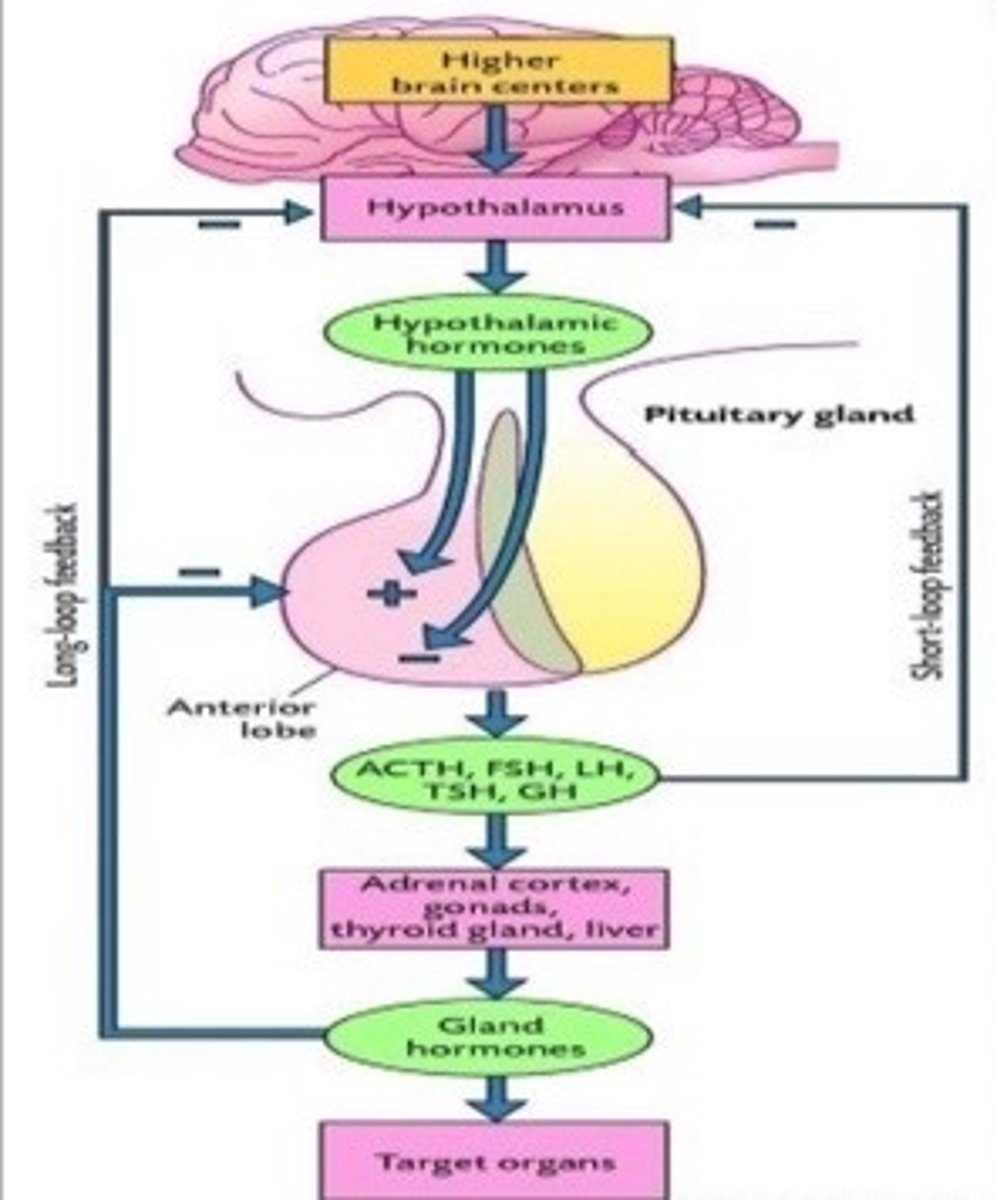 <p>1. releasing hormones from hypothalamus stimulate hormone secretion by anterior pituitary gland</p><p>2. hormones from anterior pituitary stimulate target glands to synthesize hormones</p><p>3. hormones from the target glands exert a (-) feedback on BOTH the hypothalamus + anterior pituitary </p><p>= called 'Long-Loop'</p><p>4. after this, hormones from anterior pituitary ALSO exert a (-) feedback on the hypothalamus </p><p>= called 'Short-Loop'</p><p>5. these negative feedbacks together work to reduce CNS hormone secretion from hypothalamus </p><p>**like a double attack on hypothalamus**</p>