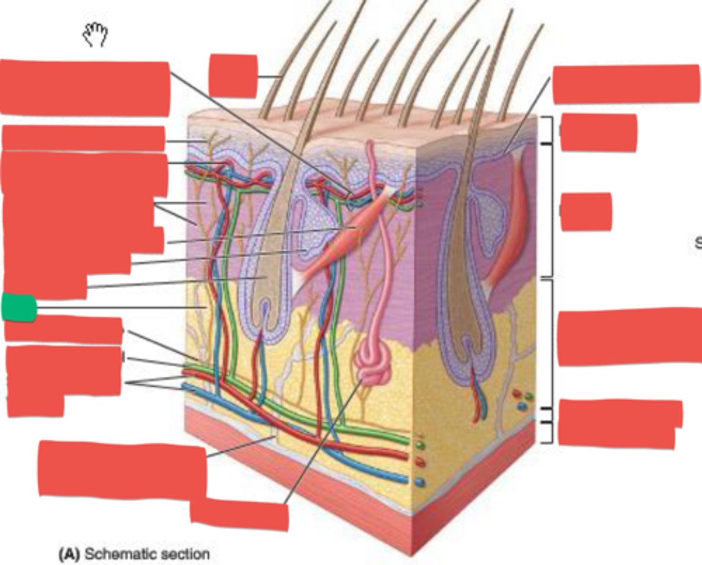 knowt flashcard image