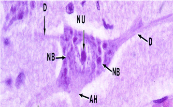 <p>What type of cell is this and what type of nucleus does it have?</p>