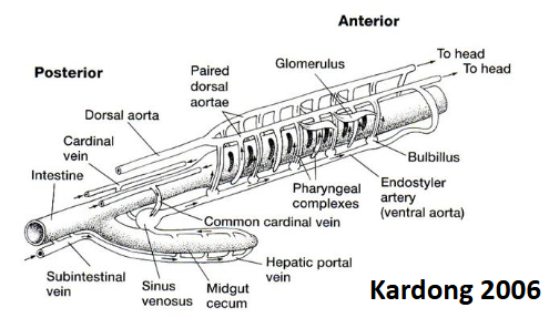 <ul><li><p>no heart</p></li><li><p>ventral aorta and bulbilli do most pumping</p></li></ul><p></p>