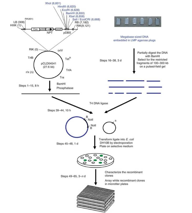 <ol><li><p>DNA fragmentation</p></li><li><p>Ligation into vectors</p></li><li><p>Introduction into host cells</p></li><li><p>Selection or screening</p></li></ol><p></p>