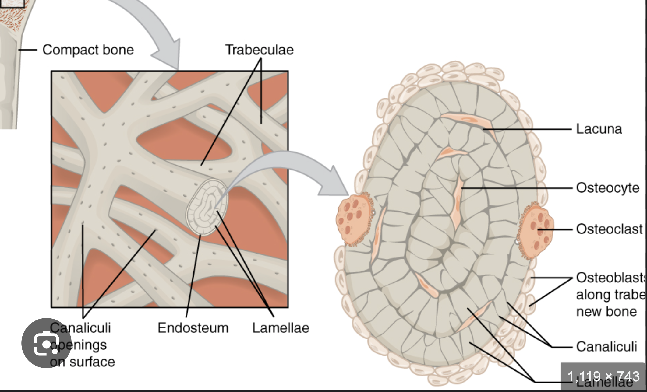 <p><strong>TRABECULAE</strong>, not osteon</p>