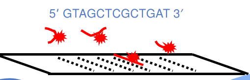 <ul><li><p><span>Complementary to target gene</span></p></li><li><p><span>Complementary sequences are not identical--they are antiparallel</span></p></li><li><p><span>Example: if this is our target sequence (pic), what is probe sequence?</span></p><ul><li><p>Answer: 5' ATCAGCGAGCTAC 3'</p></li></ul></li></ul><p></p>