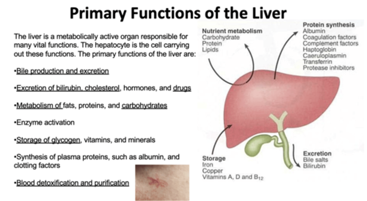 <p>•Bile production and excretion</p><p>•Excretion of bilirubin, cholesterol, hormones, and drugs</p><p>•Metabolism of fats, proteins, and carbohydrates</p><p>•Enzyme activation</p><p>•Storage of glycogen, vitamins, and minerals</p><p>•Synthesis of plasma proteins, such as albumin, and clotting factors</p><p>•Blood detoxification and purification</p>