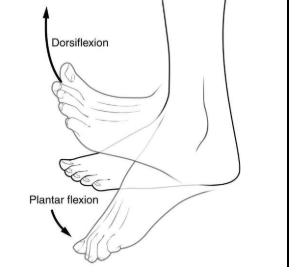 <p>procedure:</p><ol><li><p>subject stands resting one knee on stool, foot hands relaxed</p></li><li><p>tester locates achilles tendon and uses rubber mallet to strike</p></li></ol><p>effector → gastrocnemius muscle (calf)</p><p>normal response → slight plantar flexion of the foot</p>