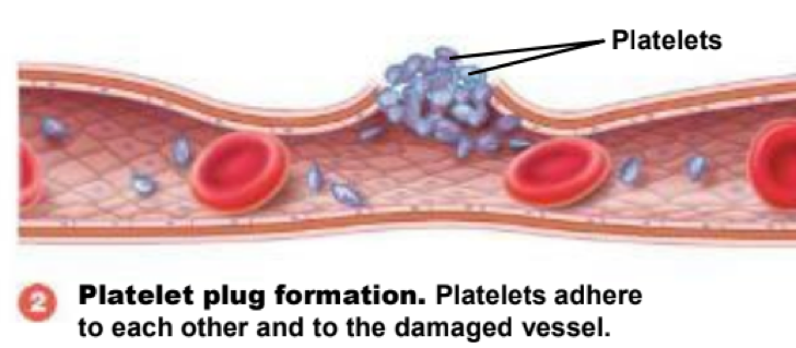 <p>platelet plug formation (step 2) </p>