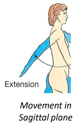 <p>deltoid (posterior fibres) and latissimus dorsi extension and hyperextension</p>