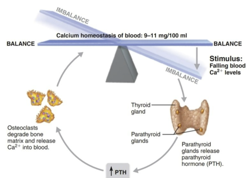 <p><strong>secreted by the parathyroid glands</strong></p><ul><li><p>Stimulate the <strong>osteoclasts</strong> to promote <strong>bone resorption</strong></p></li><li><p>Promotes <strong>calcium</strong> <strong>reabsorption</strong> by the kidneys</p></li><li><p>Promotes <strong>final</strong> step of <strong>calcitriol</strong> <strong>synthesis</strong> in the kidneys</p></li><li><p>Inhibits <strong>collagen</strong> synthesis by <strong>osteoblasts</strong></p></li></ul><p></p>