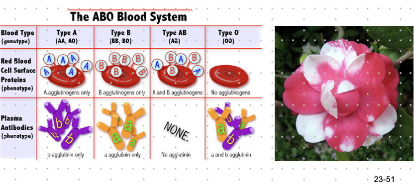 <p>-occurs when both alleles are equally expressed</p><ul><li><p>ex. blood type AB represents A and B equally</p><ul><li><p>rhododendrons exhibit both white and pink petals</p></li></ul></li></ul>