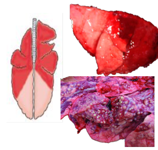 <p>What pattern of lung pathology? Describe it. 2 example causes and possible differential</p>