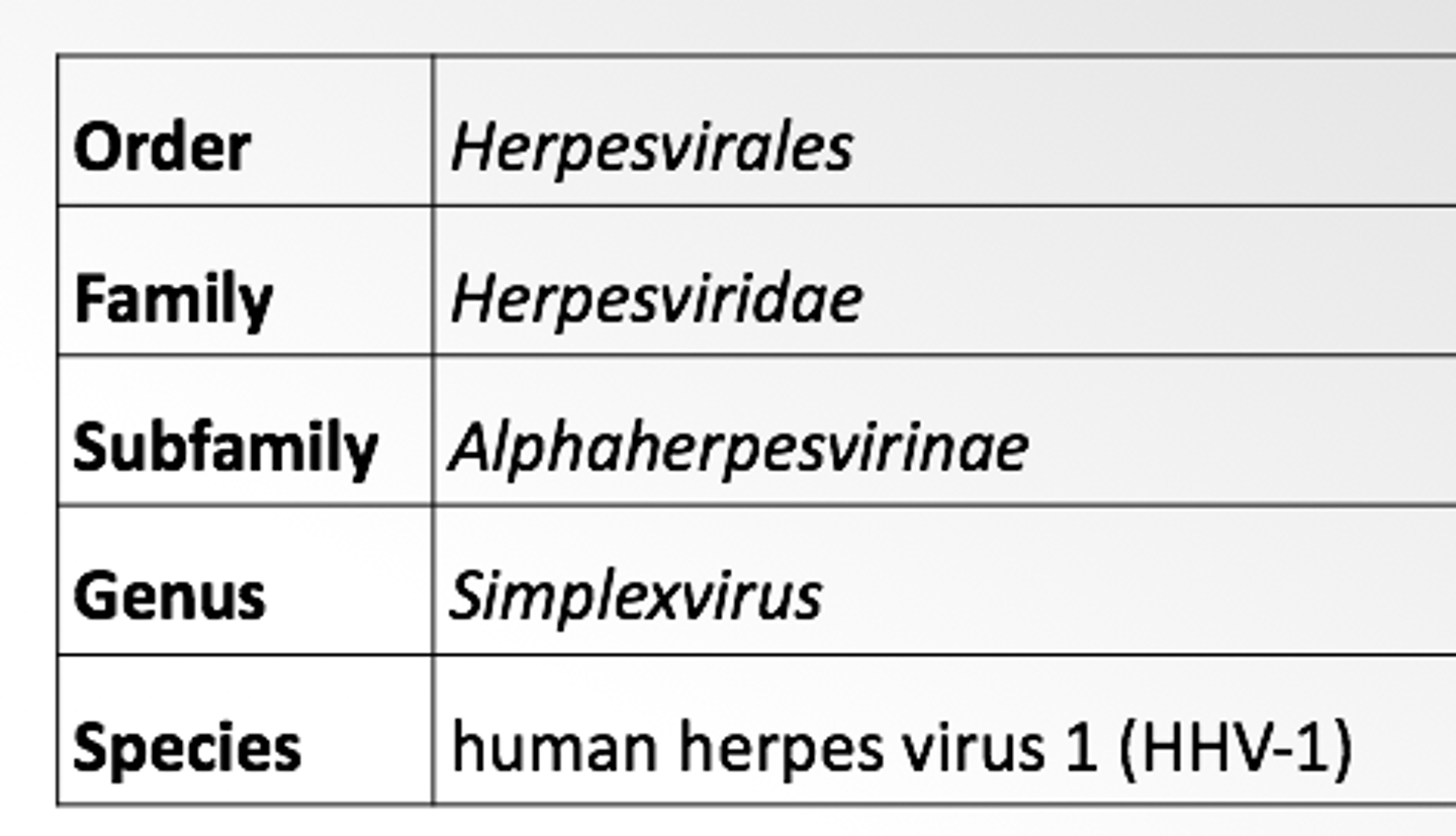 <p>Seven groups referred to as "realms"</p><p>Genus names end in -virus</p><p>Family names end in -viridae</p><p>Order names end in -ales</p><p>Viral Species: a group of viruses sharing the same genetic information and ecological niche (host)</p>