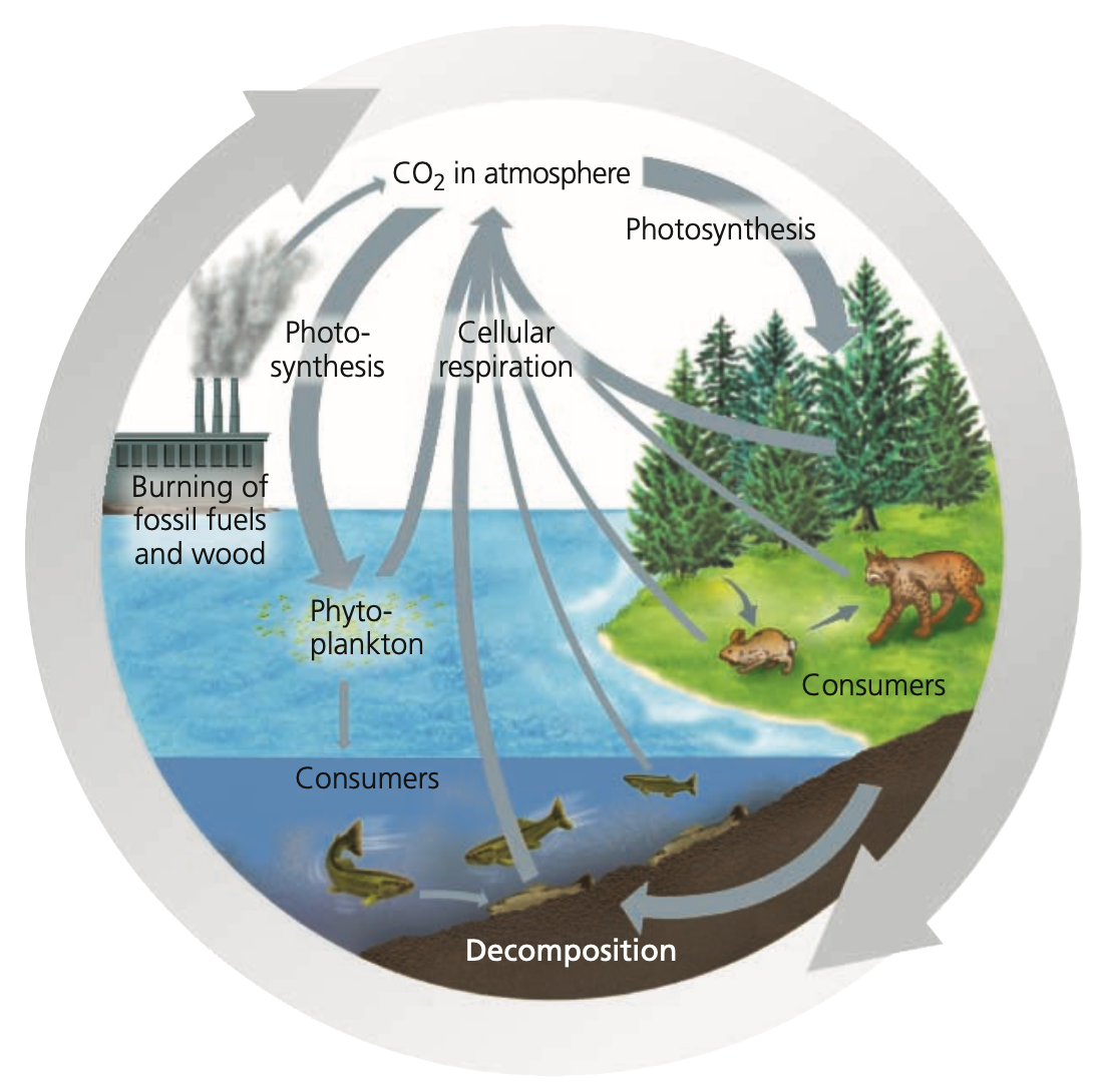 Carbon cycle
1. Importance
● Framework of all essential _____ molecules

2. Forms
● Photosynthetic organisms utilize CO2 during ________, and:
● Convert carbon to _____forms used by consumers

3. Reservoirs
● ______ rocks (e.g. limestone) are the largest reservoir but not easily accessible (Reservoir D)
● _____ fuels
● _____
● Sediments of ______ ecosystems
●______ (dissolved carbon compounds)
● Bio___
● _________ (CO2)
● All organisms can return CO2 to environment through ______

4. Processes
1. ________ by plants and phytoplankton converts atmospheric CO2
2. Producers and consumers add CO2, to environment through _______
3. CO2 is also added through fossil fuel, wood ______, and ______ eruptions