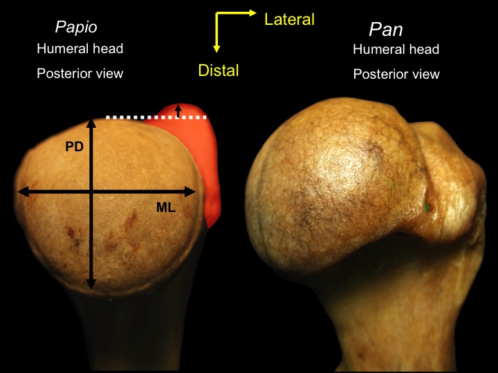 <p>The shape of the humeral head can be oval in shape like in the humerus on the left side of the image. This shape can restrict movement in the shoulder joint. WE see this type of joint structure in quadrupeds. &nbsp;</p><ul><li><p>The humerus on the right has a spherical humeral head shape which allows for a greater range of motion. </p></li><li><p>We see this shape in more suspensory hominoids like non-human apes and humans.&nbsp;</p></li></ul><p></p>