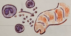 <p>which cell attacks multicellular parasites?</p>