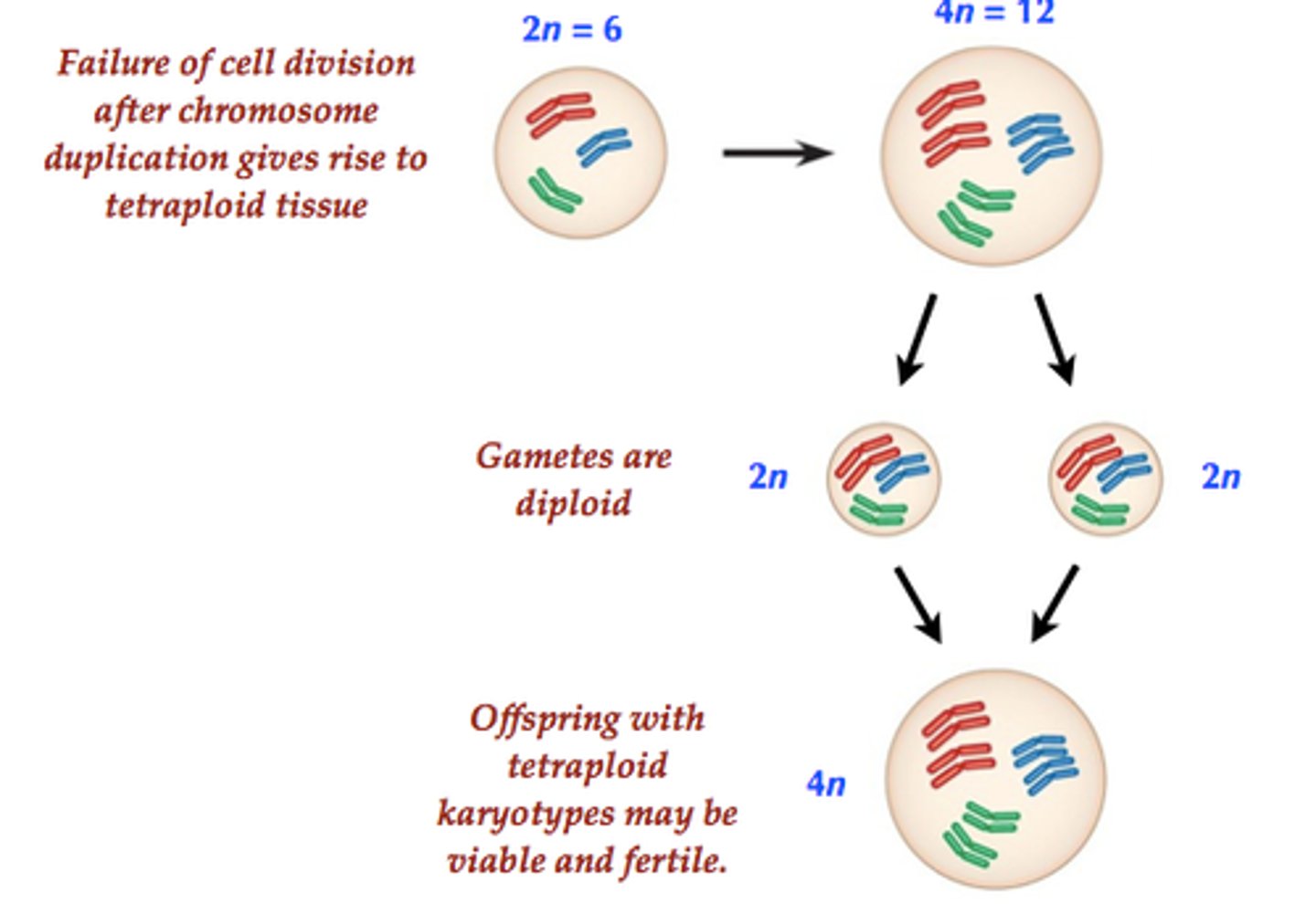 <p>chromosome duplication in a single species to form tetraploid, can self-fertilize or mate with other tetraploids</p>